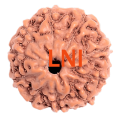 11 Mukhi Rudraksha from Indonesia