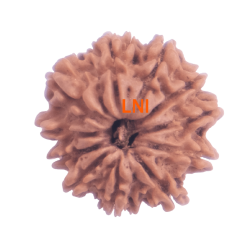 11 Mukhi Rudraksha Size: 21.72 mm (With Lab Certificate)