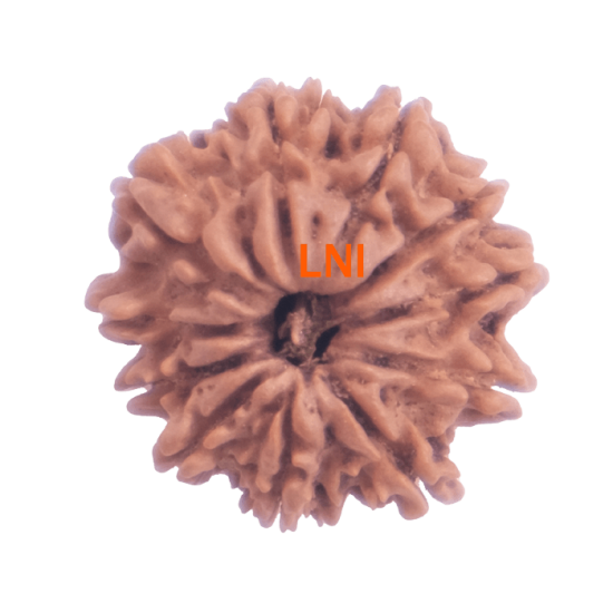 11 Mukhi Rudraksha Size: 21.72 mm (With Lab Certificate) image