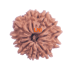11 Mukhi Rudraksha Size: 21.72 mm (With Lab Certificate)