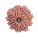 11 Mukhi Rudraksha Size: 21.72 mm (With Lab Certificate) image