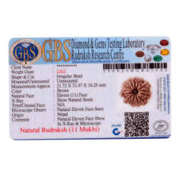 11 Mukhi Rudraksha Size: 21.72 mm (With Lab Certificate)