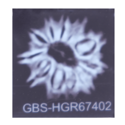 11 Mukhi Rudraksha Size: 21.72 mm (With Lab Certificate)