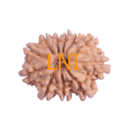 11 Mukhi Rudraksha Size: 22.11 mm (With Lab Certificate)