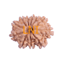 11 Mukhi Rudraksha Size: 22.11 mm (With Lab Certificate)