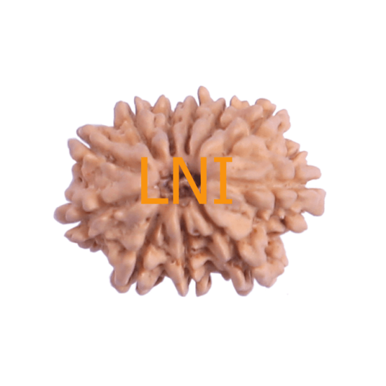 11 Mukhi Rudraksha Size: 22.62 mm (With Lab Certificate) Rudraksha, 11 Mukhi Rudraksha, 11 Mukhi Rudraksha from Nepal image