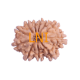 11 Mukhi Rudraksha Size: 22.62 mm (With Lab Certificate) Rudraksha, 11 Mukhi Rudraksha, 11 Mukhi Rudraksha from Nepal image