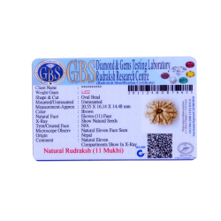 11 Mukhi Rudraksha Size: 22.11 mm (With Lab Certificate)