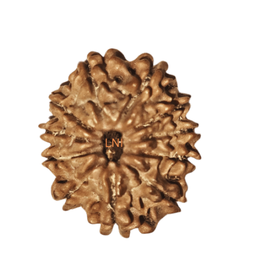 11 Mukhi Rudraksha Size: 22.62 mm (With Lab Certificate)