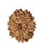 11 Mukhi Rudraksha Size: 22.62 mm (With Lab Certificate)