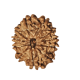 11 Mukhi Rudraksha Size: 22.62 mm (With Lab Certificate)