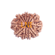 11 Mukhi Rudraksha Size: 23.86 mm (With Lab Certificate)