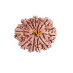 11 Mukhi Rudraksha Size: 23.86 mm (With Lab Certificate)