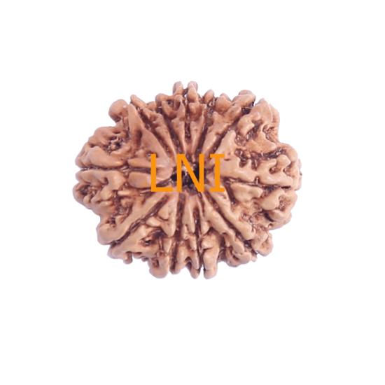 11 Mukhi Rudraksha Size: 29.25 mm (With Lab Certificate) Rudraksha, 11 Mukhi Rudraksha, 11 Mukhi Rudraksha from Nepal image