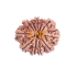11 Mukhi Rudraksha Size: 23.86 mm (With Lab Certificate)