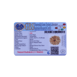 11 Mukhi Rudraksha Size: 23.86 mm (With Lab Certificate)