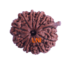 11 Mukhi Ganesha Rudraksha Size: 27.32mm (Certified)