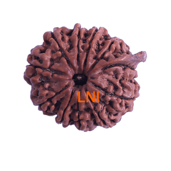 11 Mukhi Ganesha Rudraksha Size: 24.02mm (Certified) image
