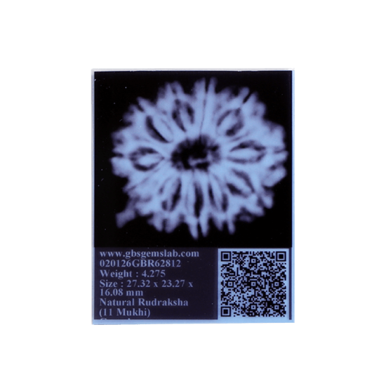 11 Mukhi Ganesha Rudraksha Size: 24.02mm (Certified) image