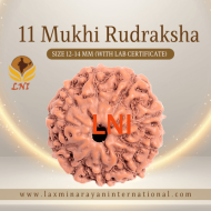 11 Mukhi Rudraksha Size 9 - 12mm (With Lab Certificate)