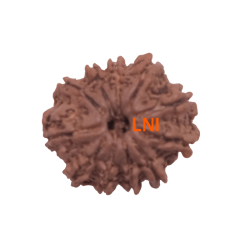 11 Mukhi Rudraksha Size: 21.74 mm (With Lab Certificate)