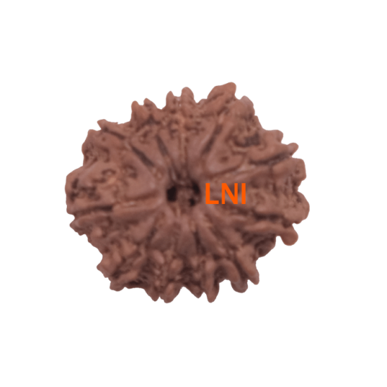11 Mukhi Rudraksha Size: 21.74 mm (With Lab Certificate) Rudraksha, 11 Mukhi Rudraksha, 11 Mukhi Rudraksha from Nepal image