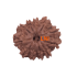 11 Mukhi Rudraksha Size: 21.74 mm (With Lab Certificate)