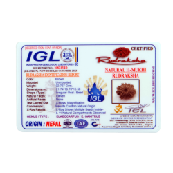 11 Mukhi Rudraksha Size: 21.74 mm (With Lab Certificate)