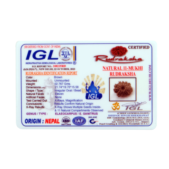 11 Mukhi Rudraksha Size: 21.74 mm (With Lab Certificate) Rudraksha, 11 Mukhi Rudraksha, 11 Mukhi Rudraksha from Nepal image