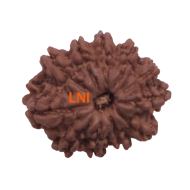 11 Mukhi Rudraksha Size: 22.74 mm (With Lab Certificate)