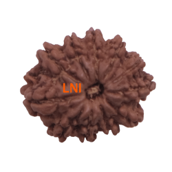11 Mukhi Rudraksha Size: 22.74 mm (With Lab Certificate)