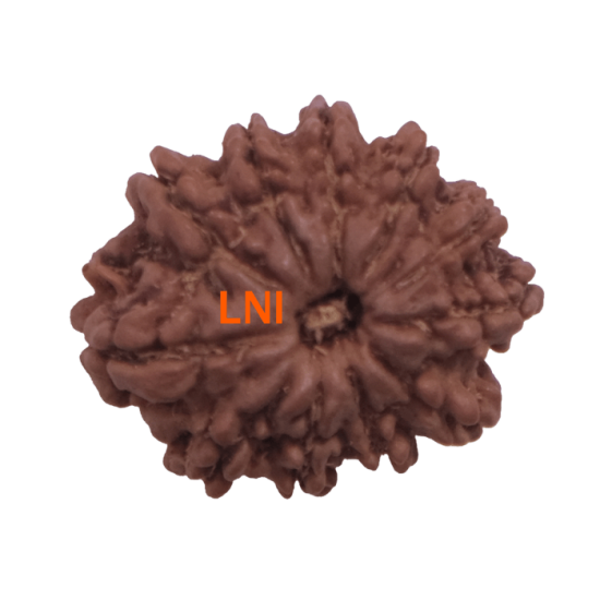 11 Mukhi Rudraksha Size: 22.74 mm (With Lab Certificate) Rudraksha, 11 Mukhi Rudraksha, 11 Mukhi Rudraksha from Nepal image