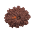 11 Mukhi Rudraksha Size: 22.74 mm (With Lab Certificate)