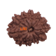 11 Mukhi Rudraksha Size: 22.74 mm (With Lab Certificate) Rudraksha, 11 Mukhi Rudraksha, 11 Mukhi Rudraksha from Nepal image