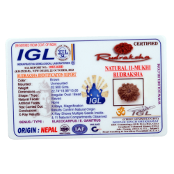 11 Mukhi Rudraksha Size: 22.74 mm (With Lab Certificate)