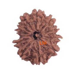 11 Mukhi Rudraksha Size: 23.32 mm (With Lab Certificate)