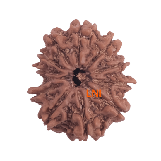 11 Mukhi Rudraksha Size: 23.32 mm (With Lab Certificate) Rudraksha, 11 Mukhi Rudraksha, 11 Mukhi Rudraksha from Nepal image