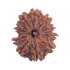 11 Mukhi Rudraksha Size: 23.32 mm (With Lab Certificate)
