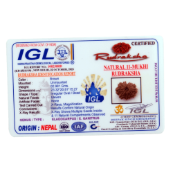 11 Mukhi Rudraksha Size: 23.32 mm (With Lab Certificate)