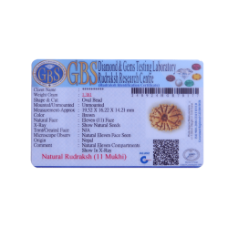 11 Mukhi Rudraksha Size: 19.52 mm (With Lab Certificate)