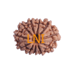 11 Mukhi Rudraksha Size: 19.52 mm (With Lab Certificate)
