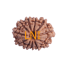 11 Mukhi Rudraksha Size: 19.52 mm (With Lab Certificate)