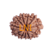 11 Mukhi Rudraksha Size: 22.74 mm (With Lab Certificate) Rudraksha, 11 Mukhi Rudraksha, 11 Mukhi Rudraksha from Nepal image