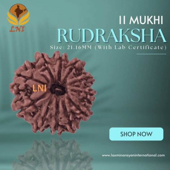 11 Mukhi Rudraksha Size: 21.16 mm (With Lab Certificate)