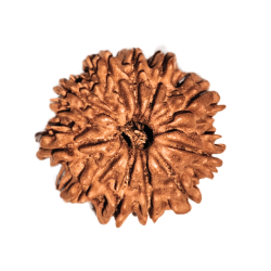 11 Mukhi Rudraksha Size: 21.72 mm (With Lab Certificate)