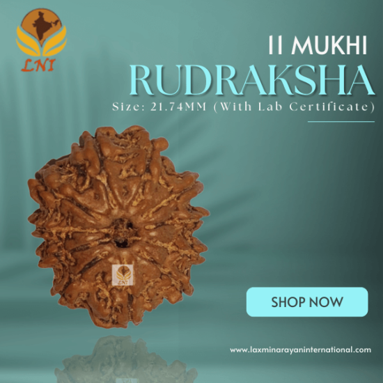 11 Mukhi Rudraksha Size: 21.74 mm (With Lab Certificate)