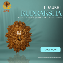 11 Mukhi Rudraksha Size: 22.74 mm (With Lab Certificate)