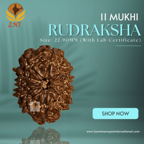 11 Mukhi Rudraksha Size: 22.90 mm (With Lab Certificate)