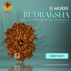 11 Mukhi Rudraksha Size: 23.32 mm (With Lab Certificate)