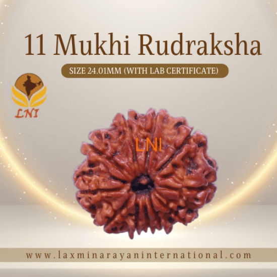 11 Mukhi Rudraksha Size: 24.01 mm (With Lab Certificate)